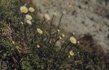 Brandy Cove, Caswell: Plant/tree