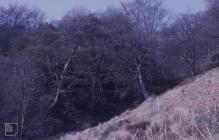 Trehafod, Rhondda: Landscape & Plant/tree