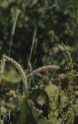 Cilfynydd: Plant/tree & Rumex obtusifolius