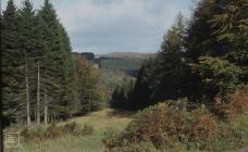 St Gwynnos Forest: Plant/tree & Landscape