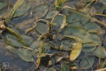 Craig-y-Llyn: Plant/tree & water