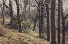 Forest Farm, Cardiff: Landscape & Plant/tree