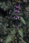 Forest Farm, Cardiff: Plant/tree & Calystegia