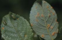 Tongwynlais: Fungi & Salix caprea