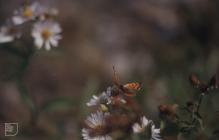 Tongwynlais: Invertebrate & Aster