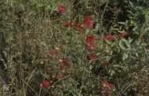 Forest Farm, Cardiff: Plant/tree & Clematis