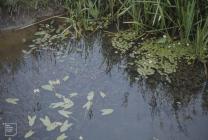 Margam: Plant/tree & Frogbit, Hydrocharis...