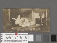 [Two rabbits] [c.1853]