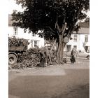 Conker Tree, 1969.