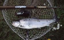 Angling for Salmon on the River Cothi