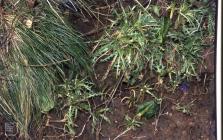 St Mary's Well Bay: Plant/tree & Arum...