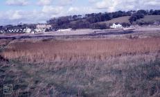 Sully Island: Landscape & Plant/tree