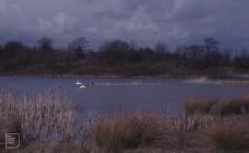 Cosmeston Lakes: Landscape & Bird