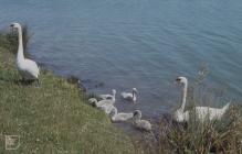 Cosmeston Lakes: Bird