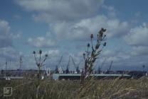 Barry, Vale of Glamorgan: Landscape & Plant...