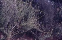 Bendrick's Rock, Barry: Plant/tree &...