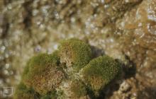 Jackson's Bay, Barry: plant/tree &...