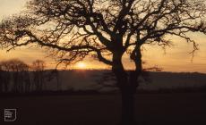 Leckwith, Cardiff: Landscape & Plant/tree