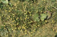 Rhoose: Plant/tree & Tussilago farfara