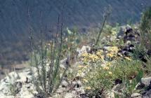 Rhoose: Plant/tree & Senecio squalidus