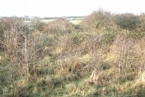 Lavernock: Landscape & Plant/tree