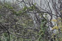 Penarth, Vale of Glamorgan: Plant/tree &...