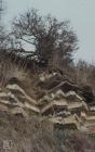 St Mary's Well Bay: Geology & Plant/tree