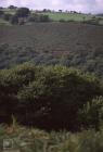 Allt y Rhiw, Blackmill: Landscape & Plant/tree