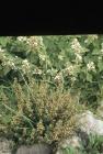 Goldcliff, Newport: Plant/tree & Marsh mallow