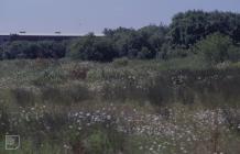 Howardian, Cardiff: Landscape & Plant/tree