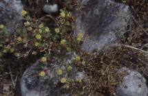 Aberthaw: Plant/tree & Arenaria serpyllifolia