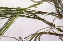 Hay on Wye: Invertebrate & Plant/tree