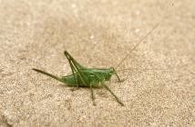 Margam: Invertebrate & Orthoptera