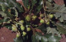 Taf Fechan: Plant/tree & Quercus robur