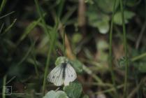 Bardsey Island: Invertebrate & Lepidoptera