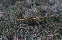 Cwm Carn: Invertebrate & Lepidoptera