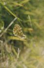 Llyn Fach: Invertebrate & Lepidoptera