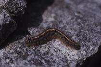 Deborah's Hole: Invertebrate &...