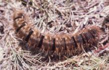 Sugar Loaf: Invertebrate & Lepidoptera