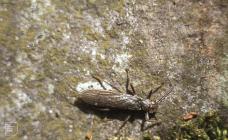 Nant Llanedeyrn: Invertebrate