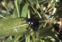 Bryn-y-Garn, Pencoed: Invertebrate