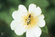 Caer Llan, Monmouthsire: Invertebrate & Rosa