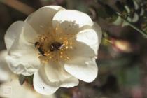 Candleston Burrows: Invertebrate & Meligethes