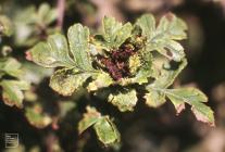 Cwm Bach, Wick: Invertebrate & Plant/tree