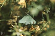 St David's Head: Invertebrate &...