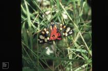 Whiteford Point: Invertebrate & Lepidoptera