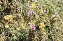 Castle-upon-Alun: Plant/tree & Thymus