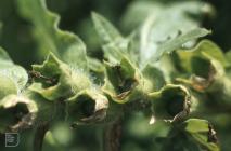 Flat Holm: Plant/tree