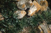 Skomer Island: Plant/tree