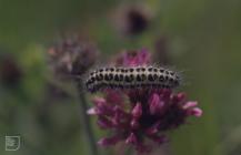 Coryton Roundabout, Cardiff: Invertebrate &...